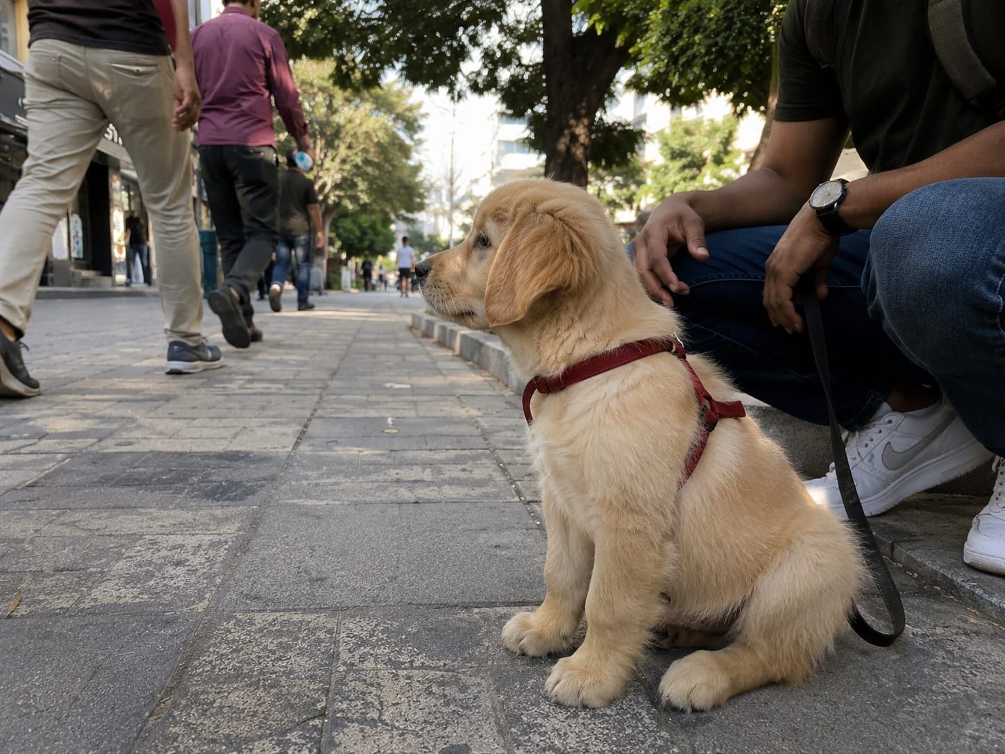 A puppy on a lead calmly watching people walk past on a sunny street beside its owner