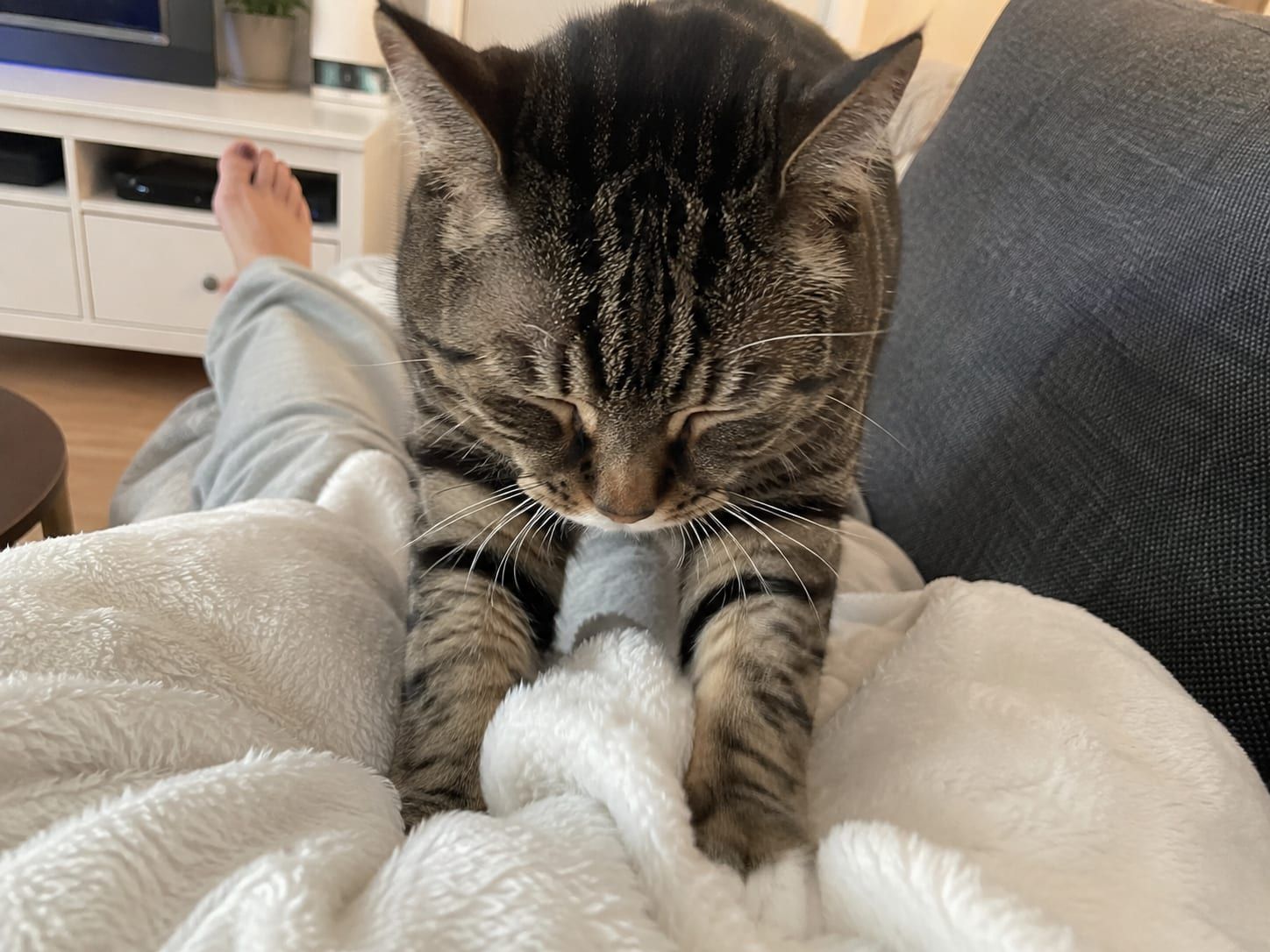 A cat kneading a soft blanket on a persons lap with paws pressed down and eyes half closed