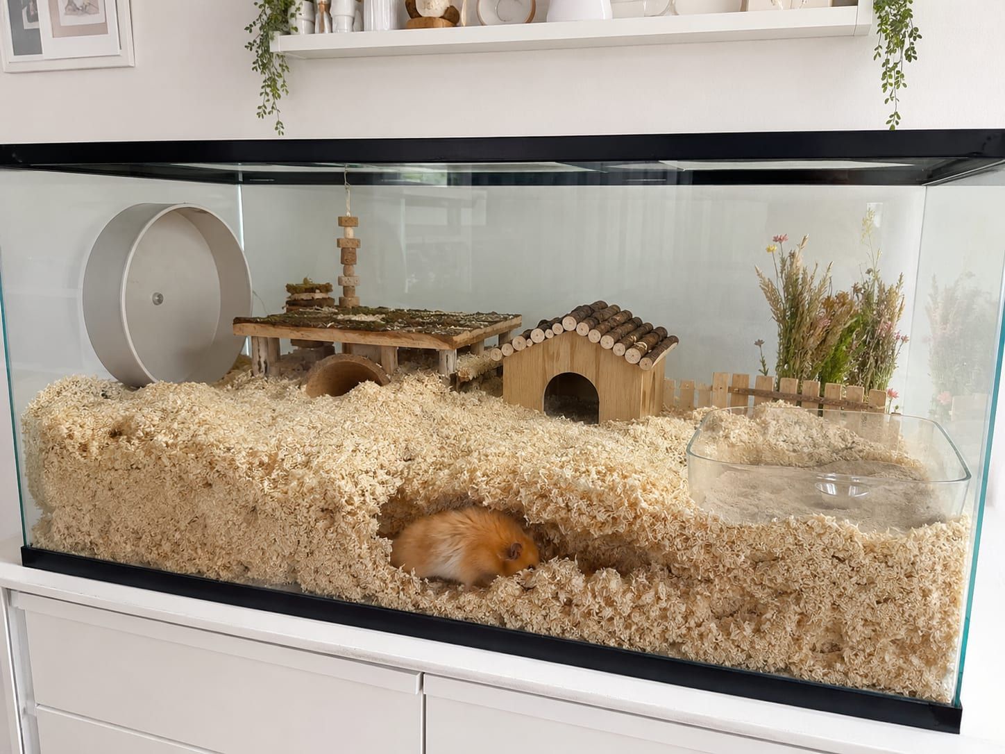 A large glass hamster enclosure with deep bedding, a solid wheel and a sand bath, one hamster burrowing