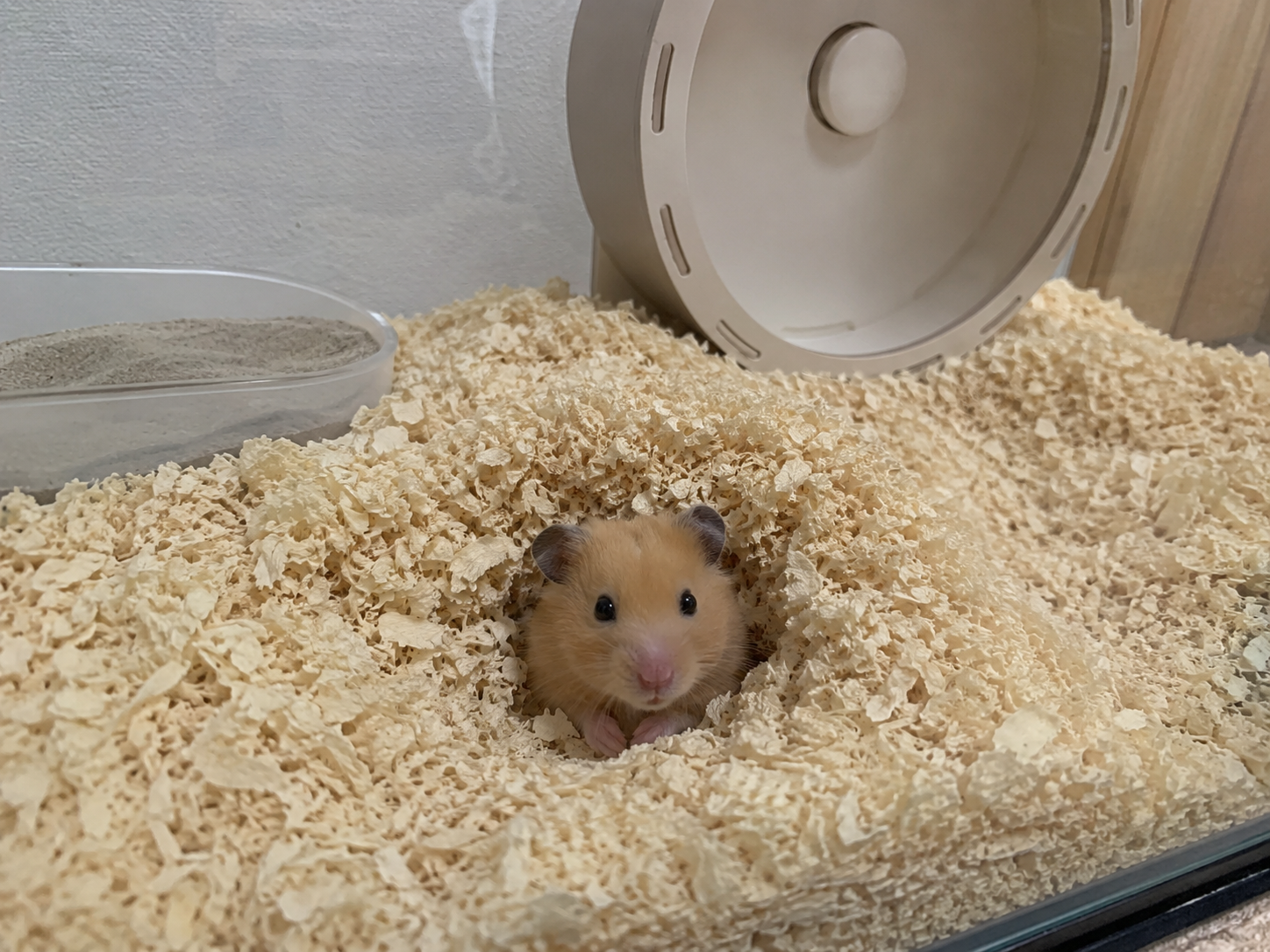 a cute golden Syrian hamster peeking out of a burrow in deep wood-shaving bedding inside a large glass tank habitat, a big solid-surface wheel and a small sand bath visible behind, warm soft lighting, shallow depth of field, detailed pet