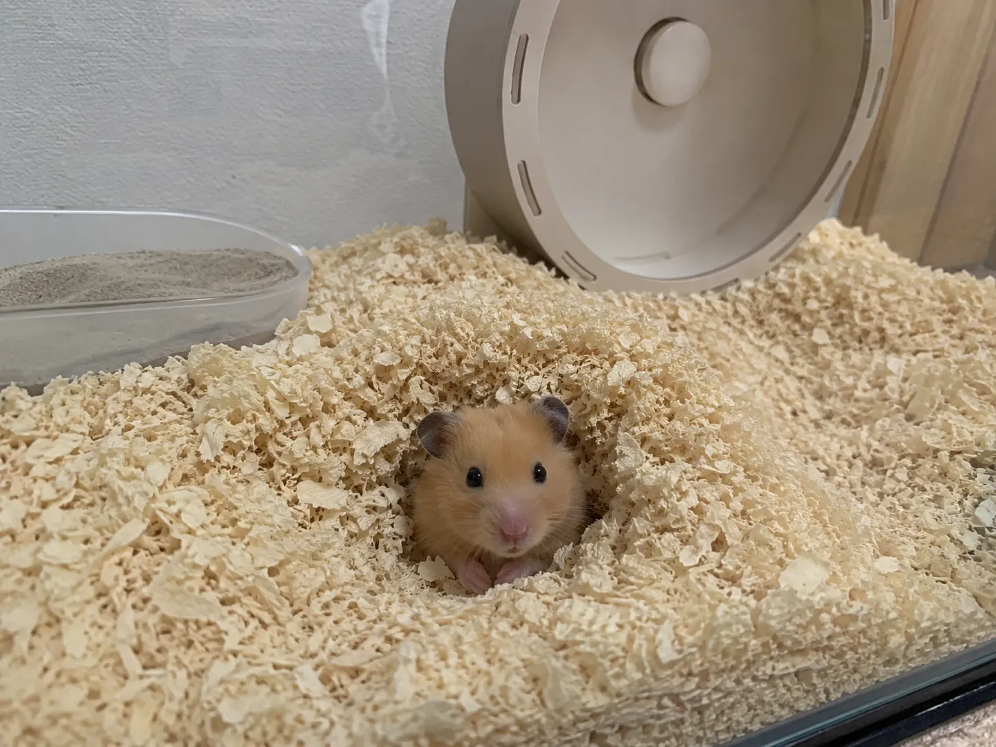 a cute golden Syrian hamster peeking out of a burrow in deep wood-shaving bedding inside a large glass tank habitat, a big solid-surface wheel and a small sand bath visible behind, warm soft lighting, shallow depth of field, detailed pet