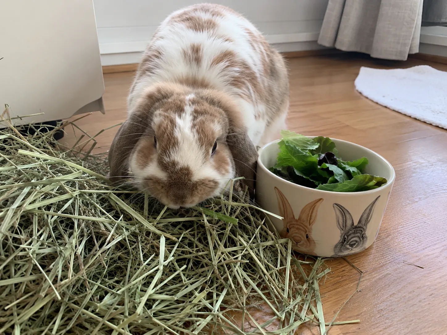 A healthy lop-eared rabbit eating from a generous pile of fresh timothy hay in a bright indoor home, a small bowl of leafy greens beside it, soft natural daylight, warm wooden floor, clean wholesome pet lifestyle photo