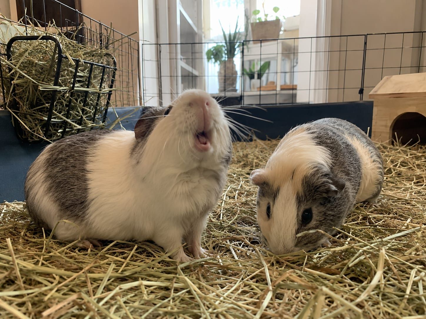 Two guinea pigs on hay in an indoor cage, one squeaking with its mouth open while the other eats