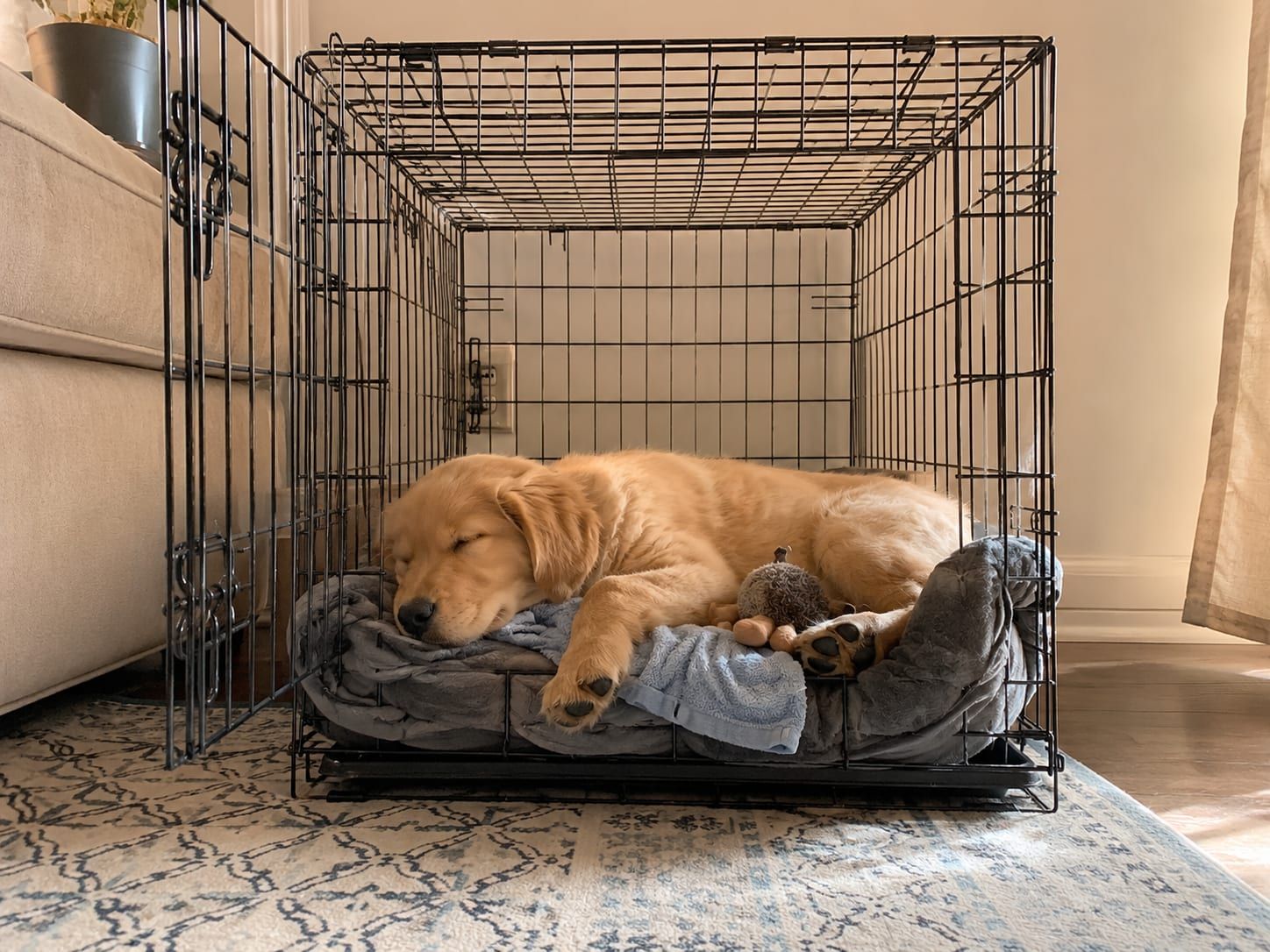 A golden retriever puppy asleep on a grey bed inside an open wire crate in a sunlit living room