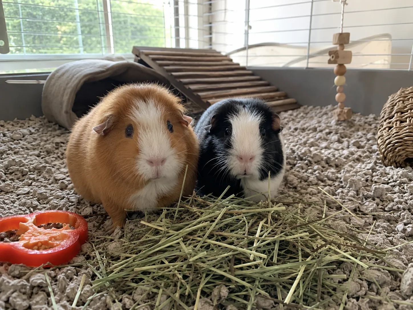 one ginger and white, one black and white) sitting side by side in a spacious indoor cage on paper bedding, a pile of timothy hay and a slice of red bell pepper nearby, bright natural window light, cozy home setting