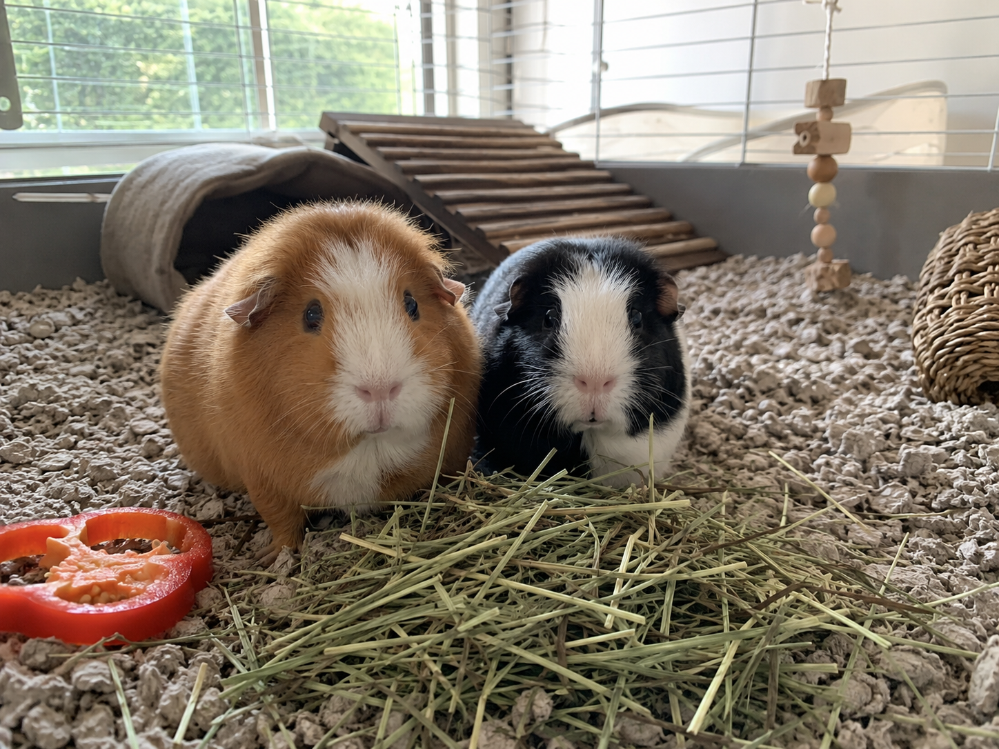 one ginger and white, one black and white) sitting side by side in a spacious indoor cage on paper bedding, a pile of timothy hay and a slice of red bell pepper nearby, bright natural window light, cozy home setting