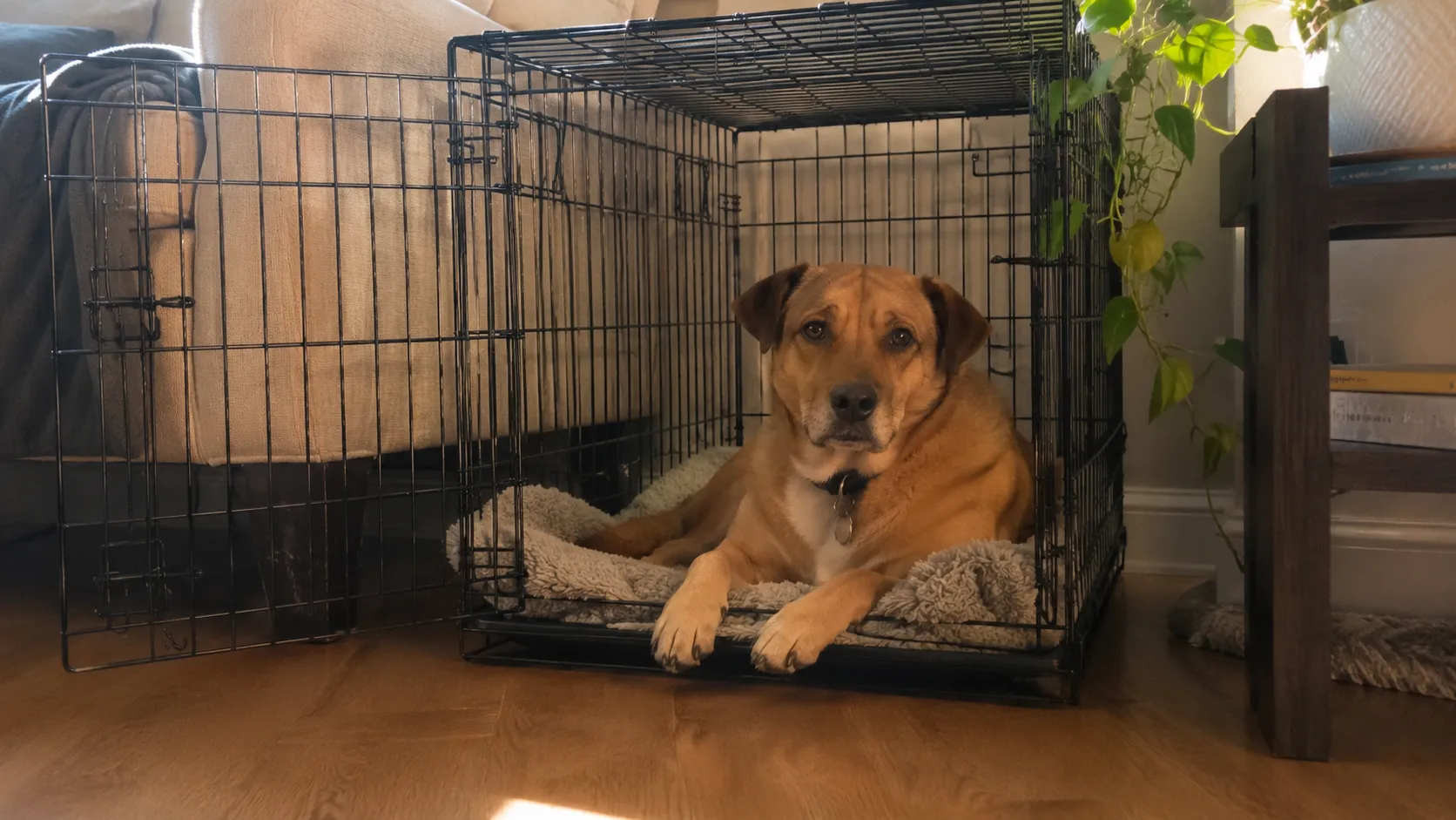 A calm tan rescue dog resting on a soft bed inside a wire crate with the door wide open, in a sunlit living room